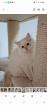 Heilige-birma Kitten