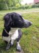 Hund kostenlos