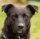 FERDINAND - Labrador-Mix - 2 Jahre - Tierhilfe-Franken e. V.